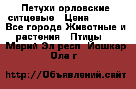 Петухи орловские ситцевые › Цена ­ 1 000 - Все города Животные и растения » Птицы   . Марий Эл респ.,Йошкар-Ола г.